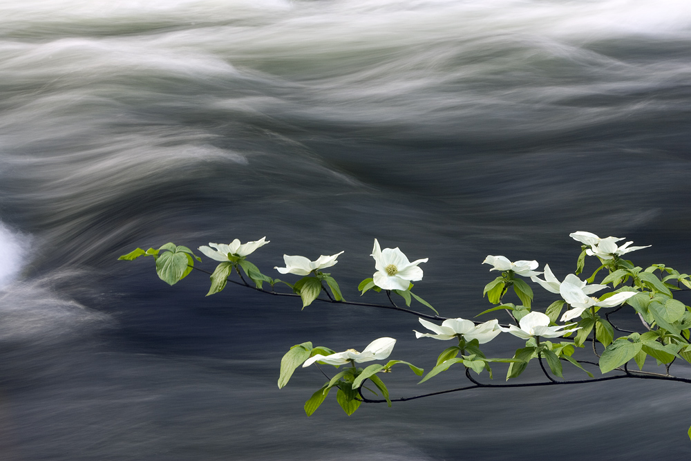 Merced River Dogwood - Yosemite Valley