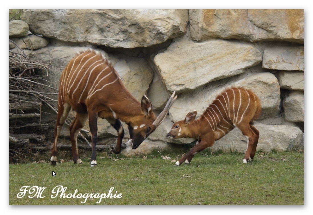 mercredi 15 mai 2019 Zoo Prague