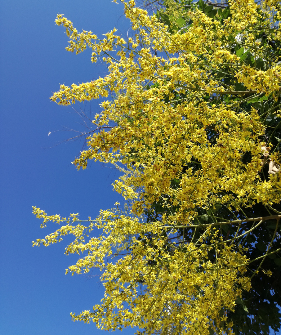 Mercredi jaune ...