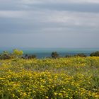 Mercredi jaune