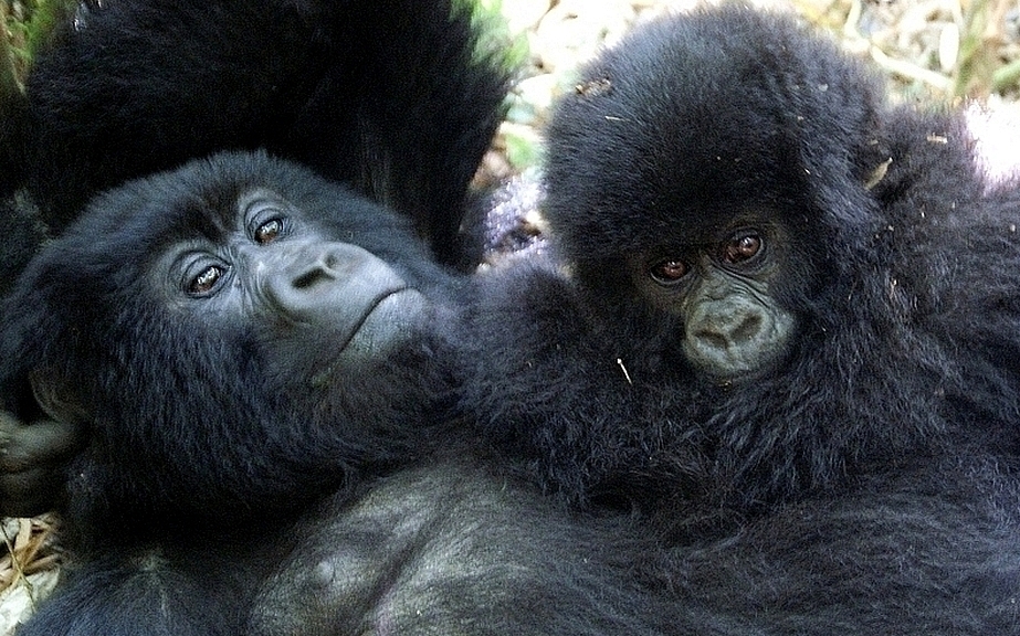 Mère et enfant au Rwanda de Daniel Janvrin 