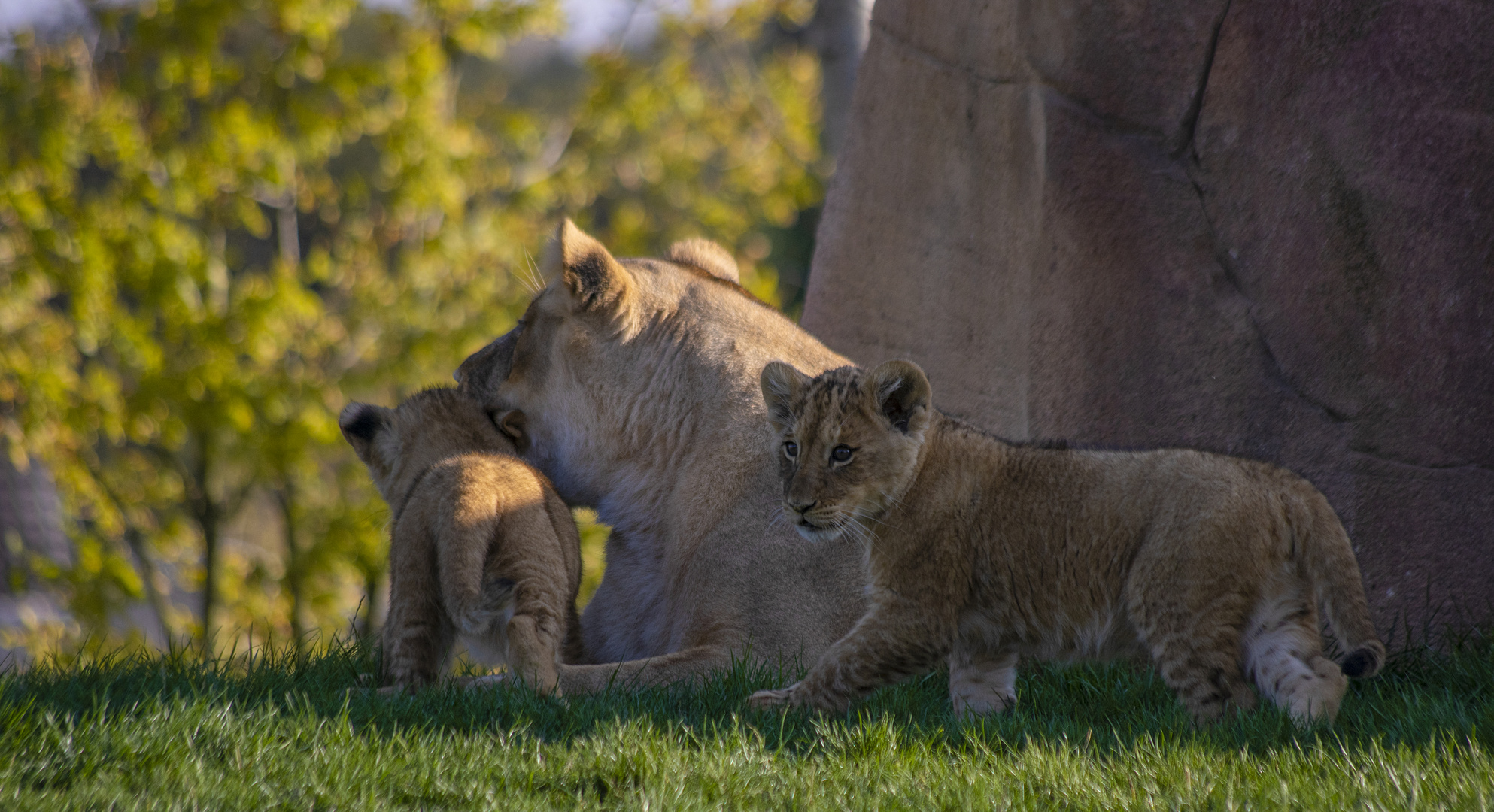 Mère et ses petits (Panthera leo leo, lion d'Afrique)