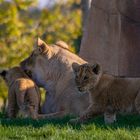 Mère et ses petits (Panthera leo leo, lion d'Afrique)