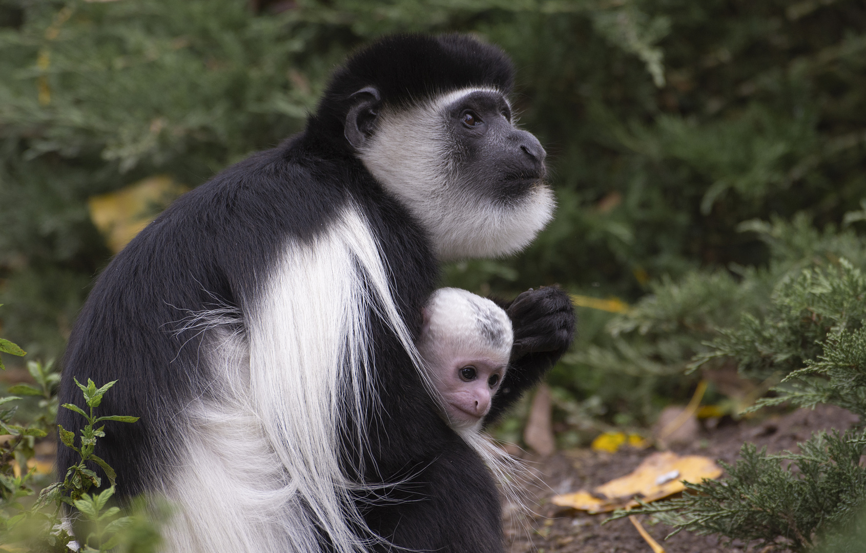 Mère et son petit 2 (Colobus guereza, colobe guéréza)