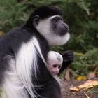 Mère et son petit 2 (Colobus guereza, colobe guéréza)