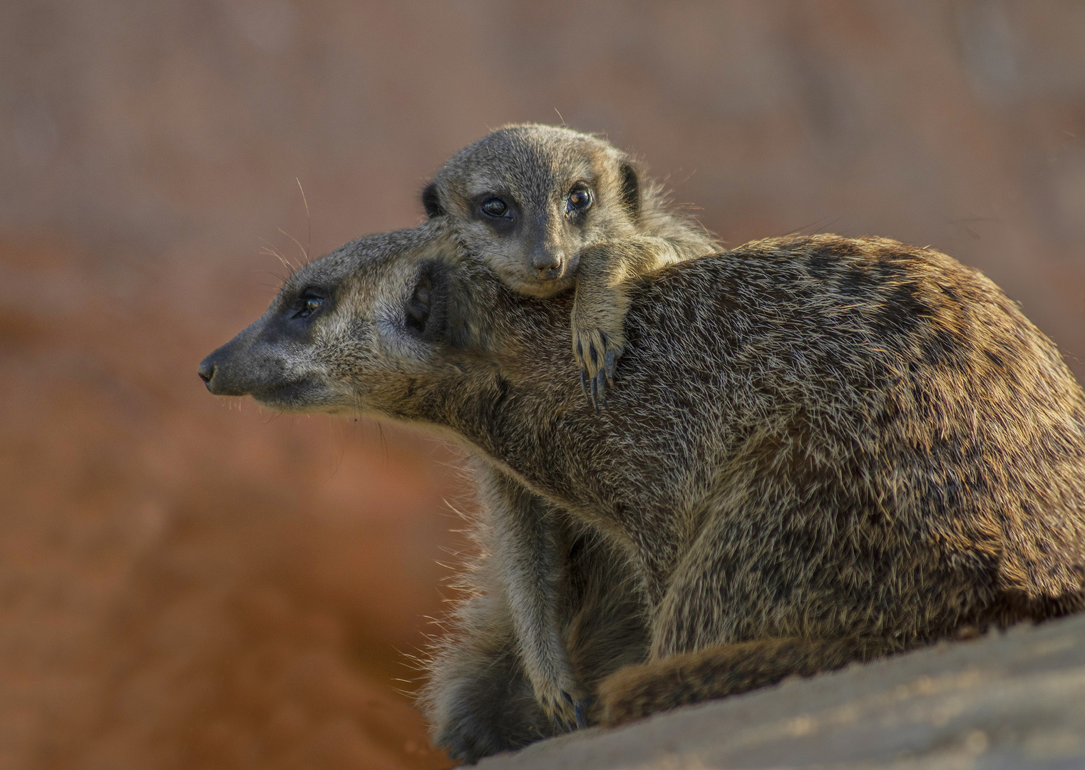 Mère et son petit 2 (Suricata suricatta, suricate)