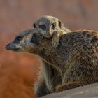 Mère et son petit 2 (Suricata suricatta, suricate)