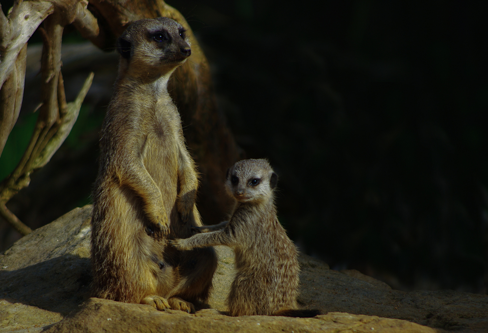 Mère et son petit (Suricata suricatta, suricate)