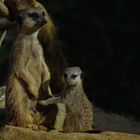 Mère et son petit (Suricata suricatta, suricate)