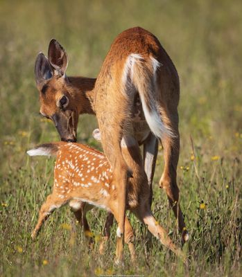 Mère nature et sa progéniture !