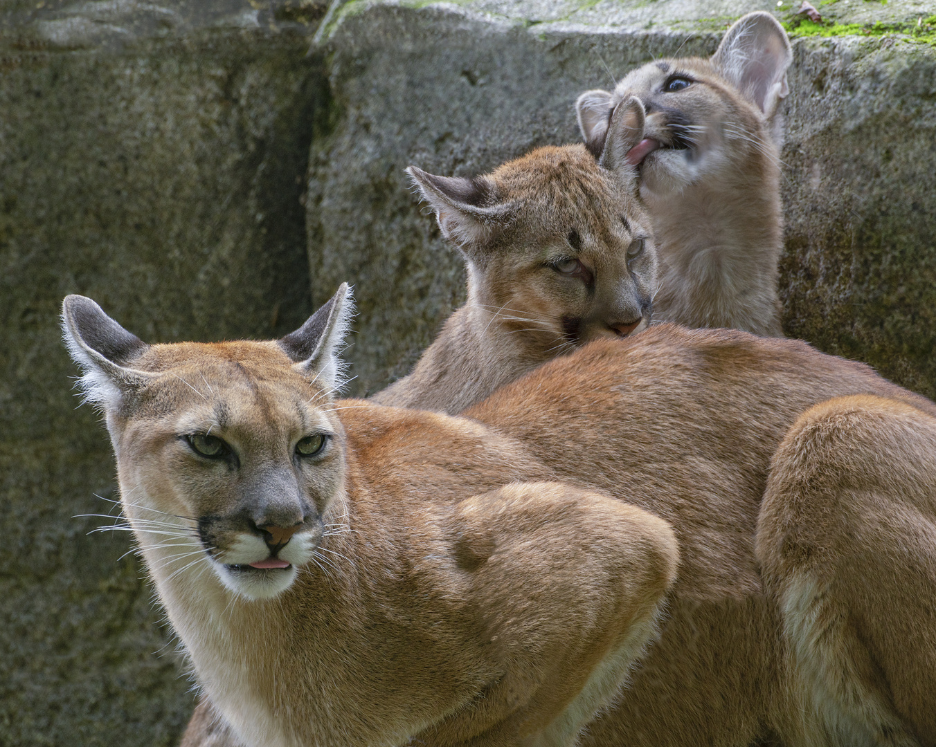 Mère protectrice (Puma concolor, puma ou cougar)