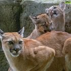 Mère protectrice (Puma concolor, puma ou cougar)