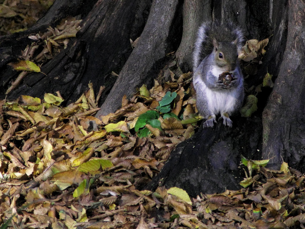 Merenda autunnale