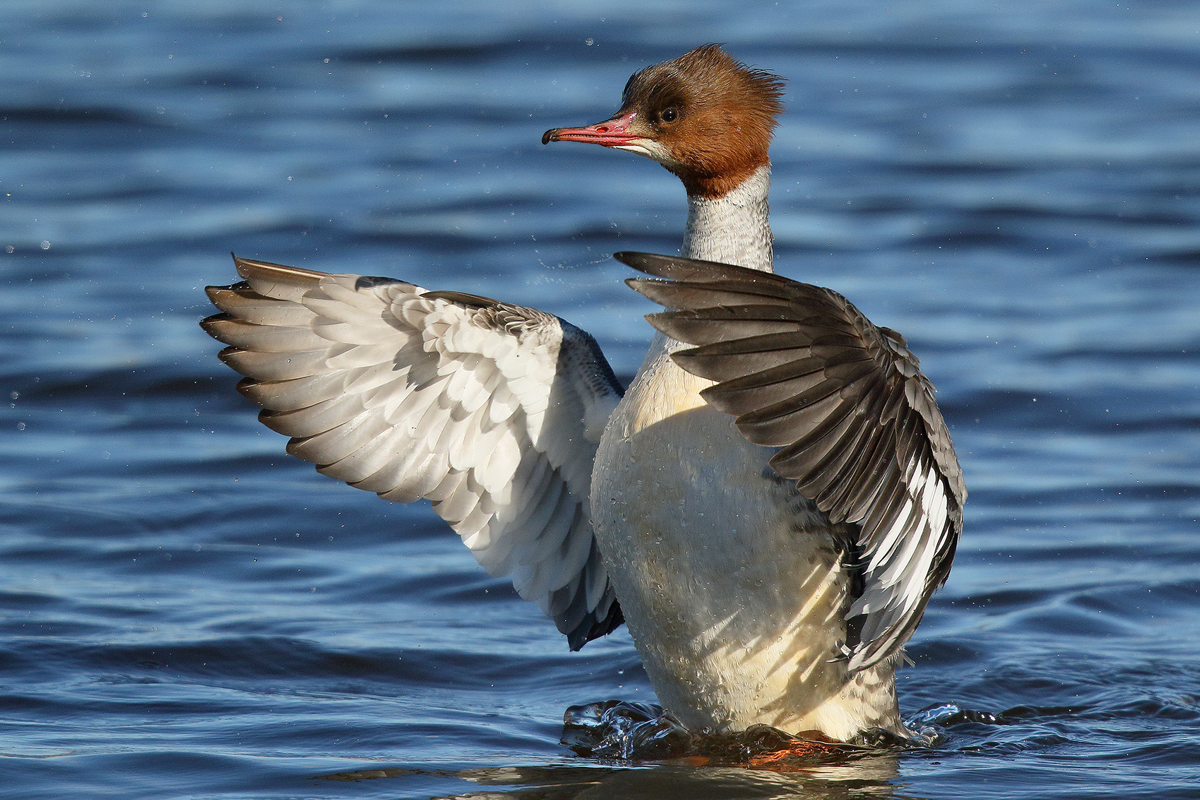 Mergus merganser