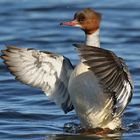 Mergus merganser