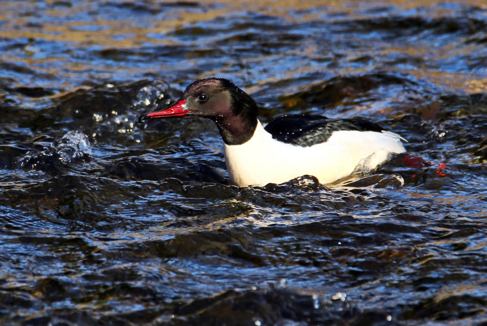 Mergus merganser