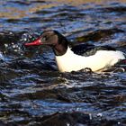 Mergus merganser