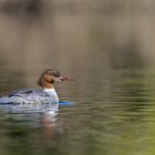 Mergus merganser