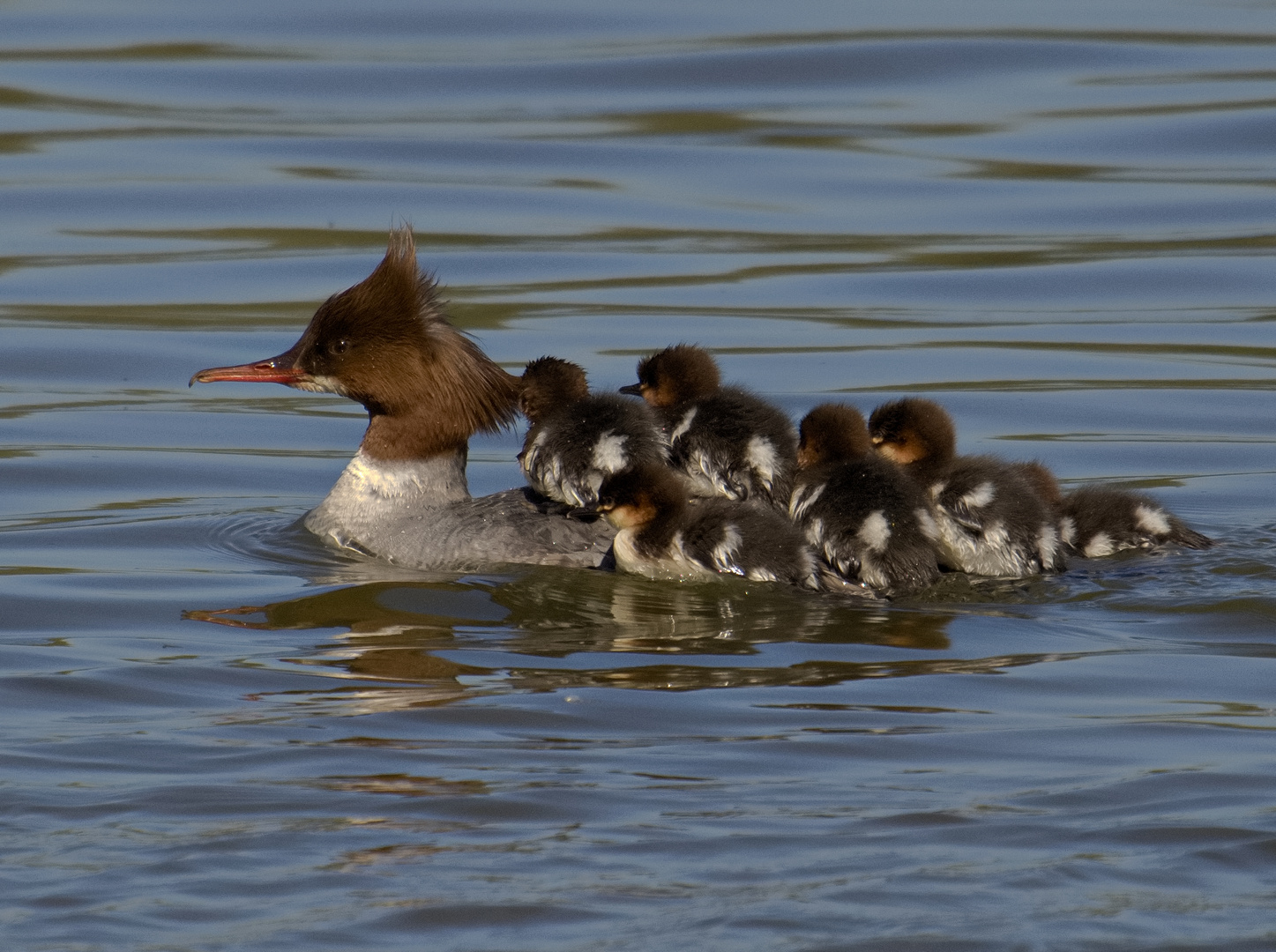 Mergus merganser - Der Gänsesäger und seine Jungen...