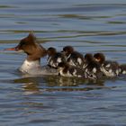 Mergus merganser - Der Gänsesäger und seine Jungen...