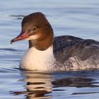 Mergus Merganser