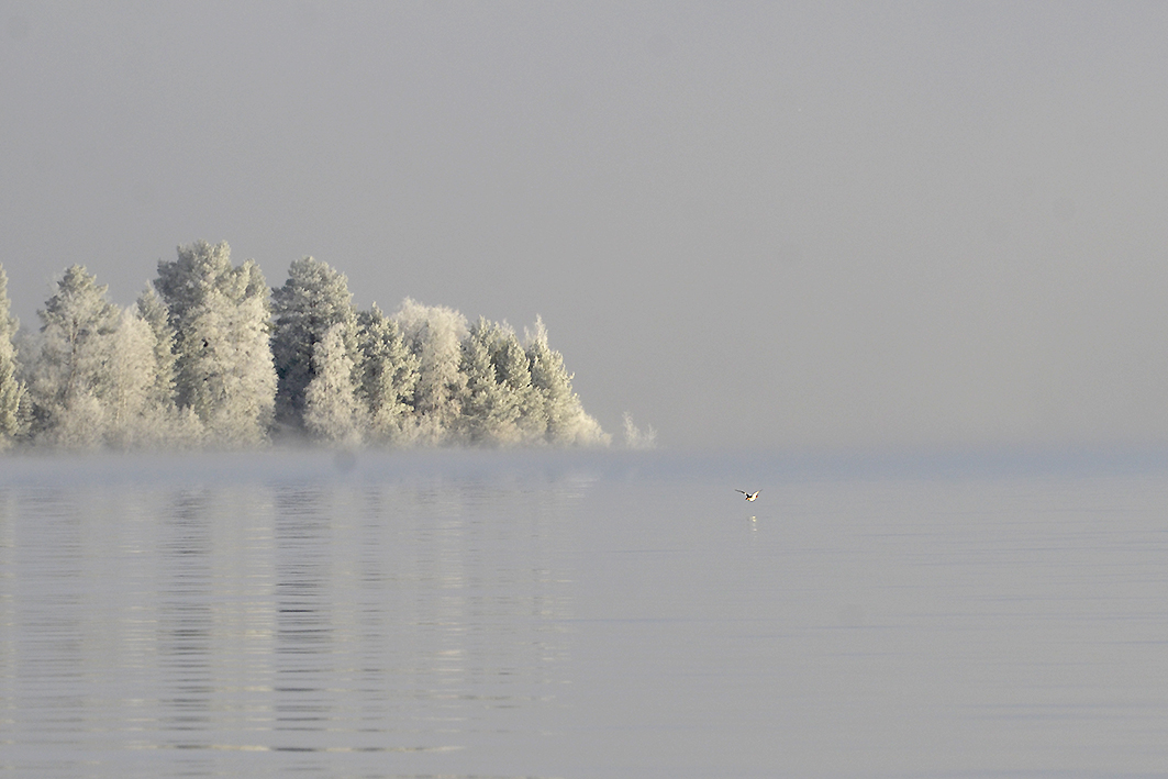 Mergus merganser