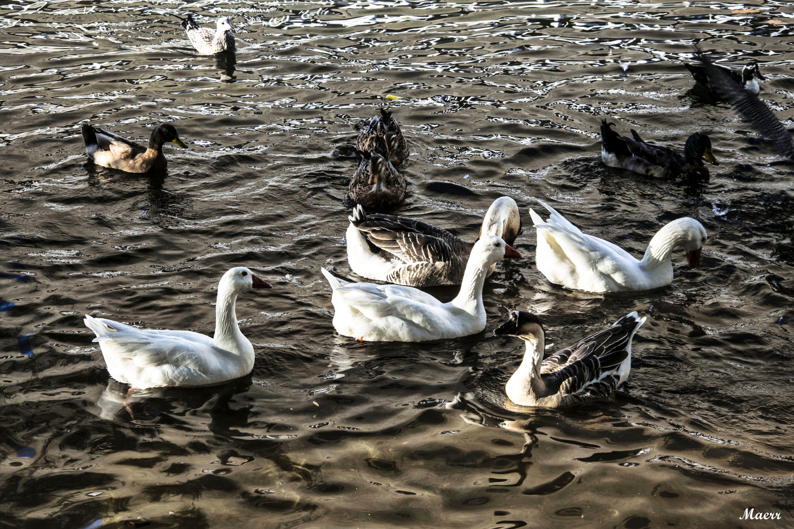 Merienda de patos