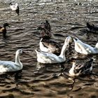 Merienda de patos