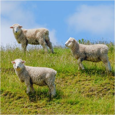 "Merino Schafe" - Nordinsel Neuseeland, Januar 2007