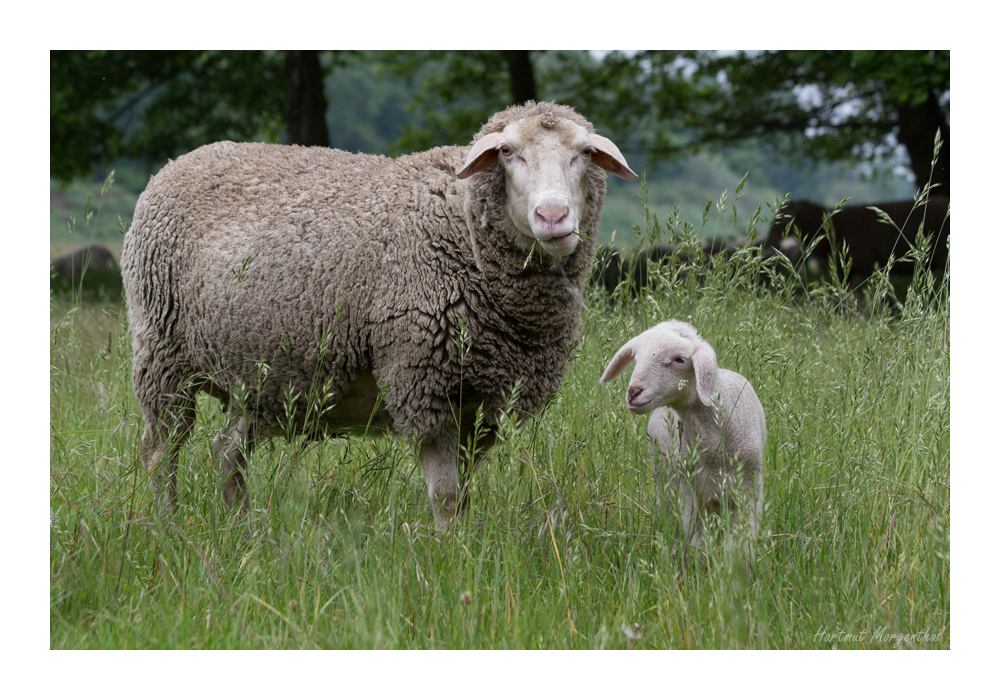 Merinolandschaf mit Lamm