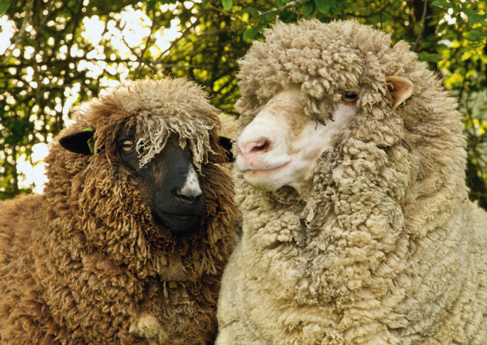 Merinos