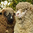 Merinos