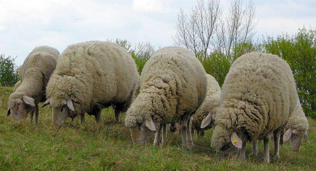 Merinos to the front