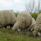 Merinos to the front