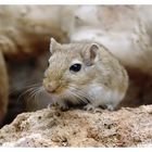 Meriones unguiculatus - Mongolische Rennmaus