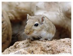 Meriones unguiculatus - Mongolische Rennmaus