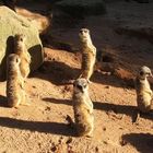 Merkats in Taronga Zoo Sydney