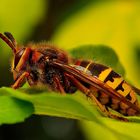 merklich kraftlos,offenbar von einem Pilz befallen und auch jahreszeitlich gesehen sind ihre Tage