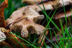 merkwuerdig geformter Pilz