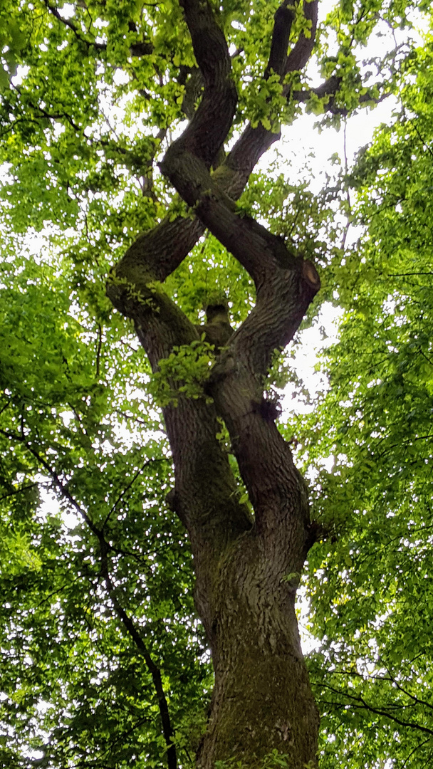 Merkwürdig gewachsen 