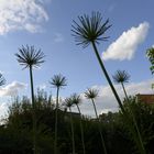 ...merkwürdige Bäume wachsen in diesem Garten...