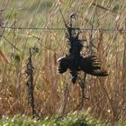 Merkwürdige Trockenblume am Grabenrand