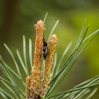 Merkwürdiger Käfer auf Kieferzweigen