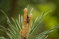 Merkwürdiger Käfer auf Kieferzweigen