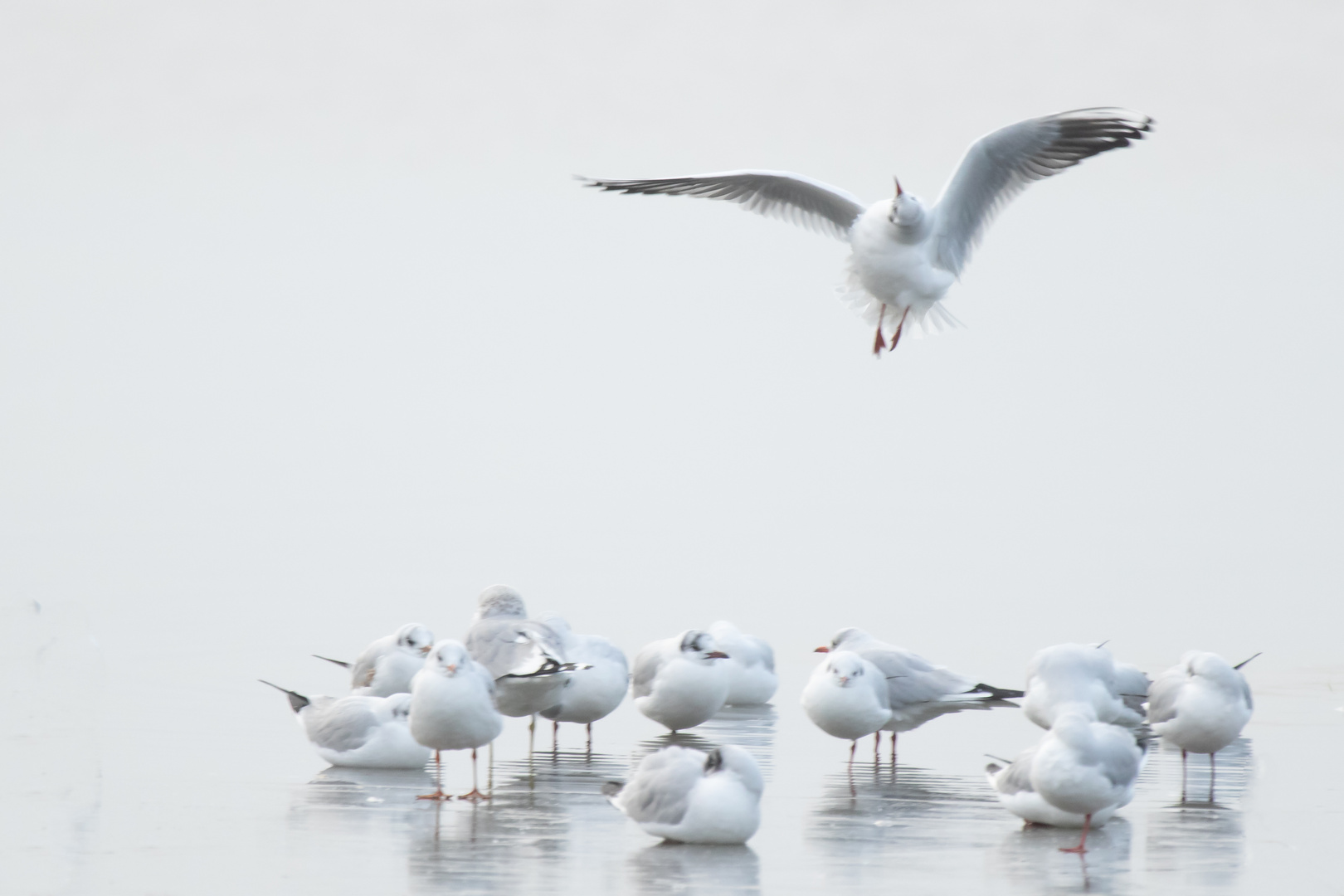 merkwürdiges Flugverhalten