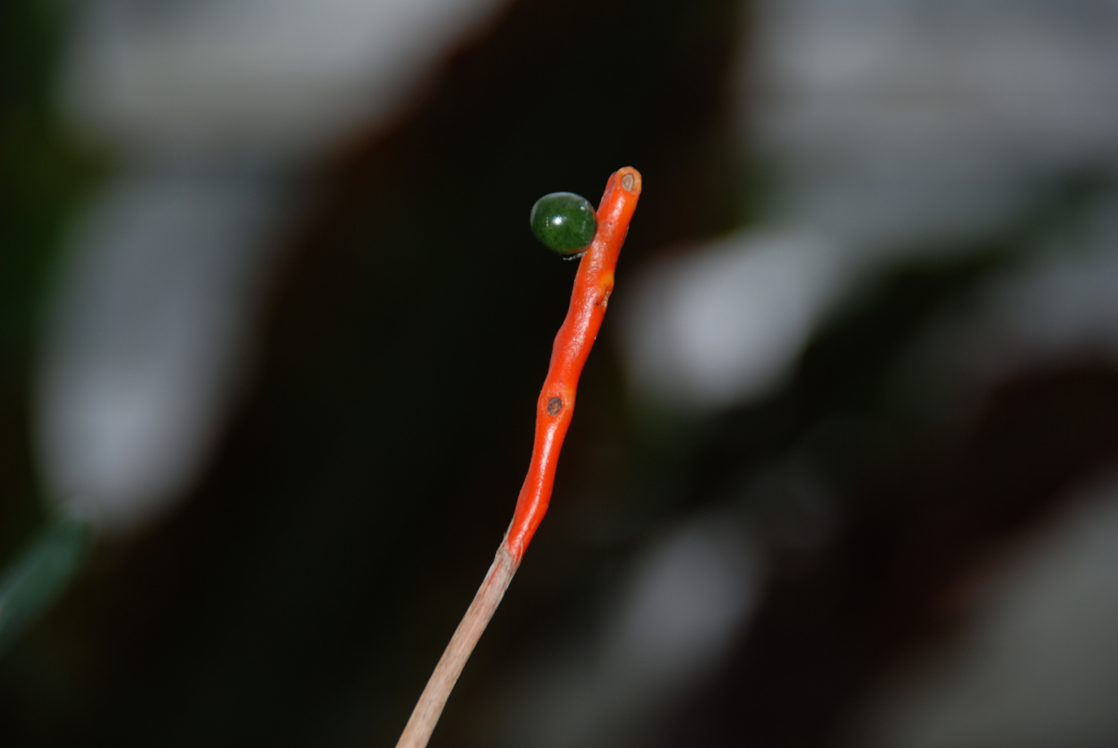 merkwürdiges Gewächs im Regenwald