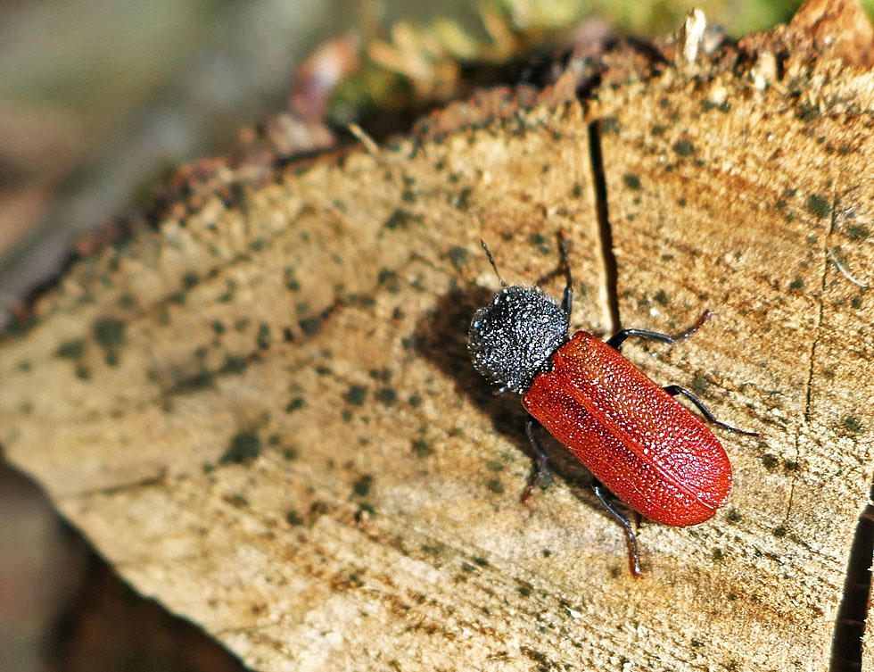 merkwürdiges Kopfteil... Foto & Bild | natur, insekten, tiere Bilder
