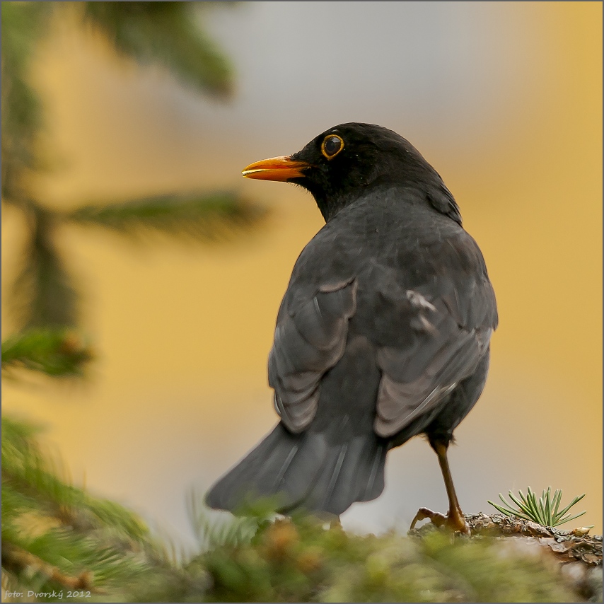 merl photo image animals wildlife birds images at photo community merl photo image animals wildlife birds images at photo community