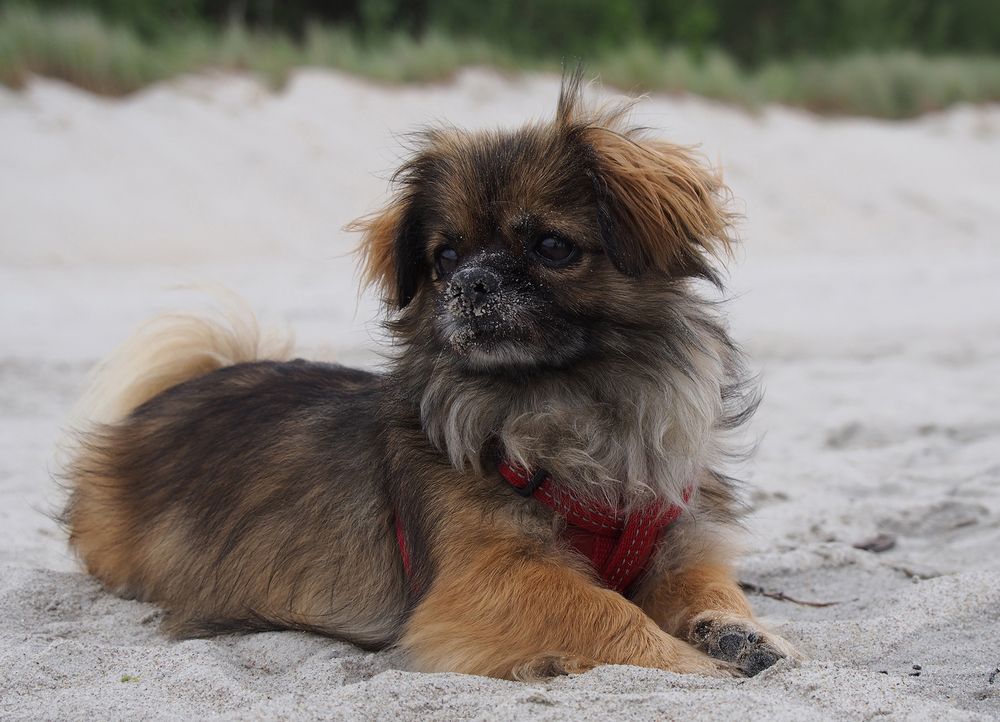Merle Foto &amp; Bild hunde, natur, tiere Bilder auf