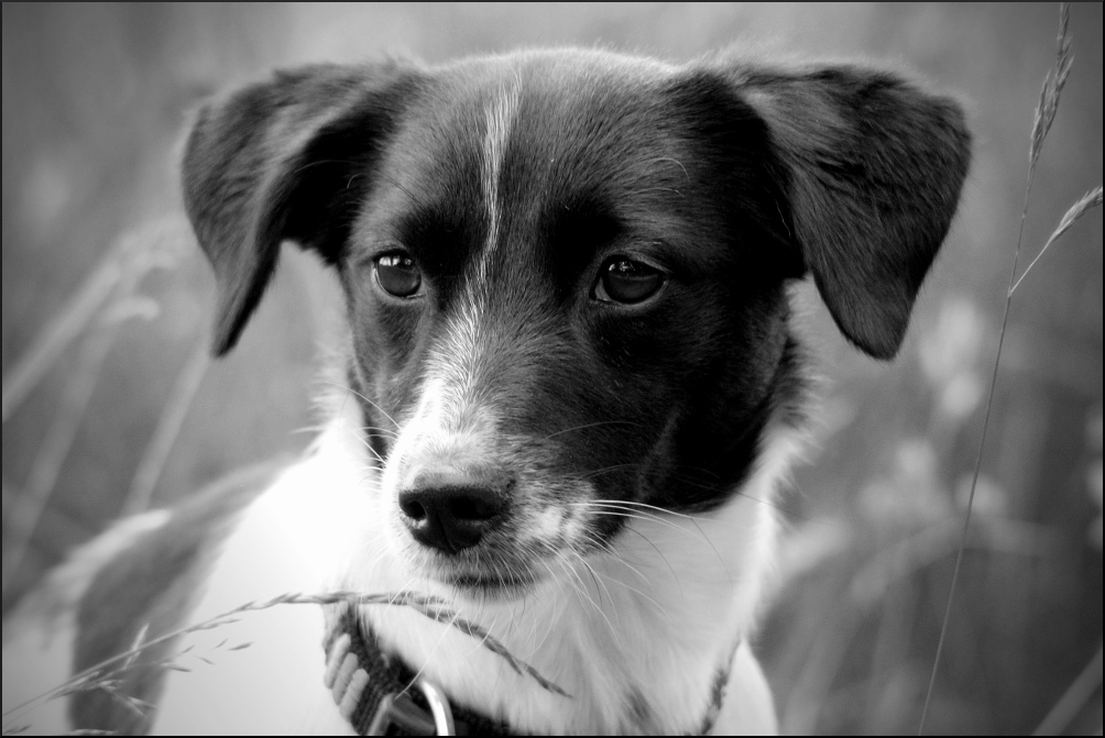 Merle Foto &amp; Bild spezial, hunde, hund Bilder auf